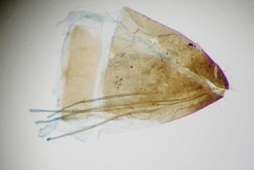 Réf. 334 952 : Cauchas fibulella